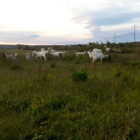 Apartamento Festina Ivana