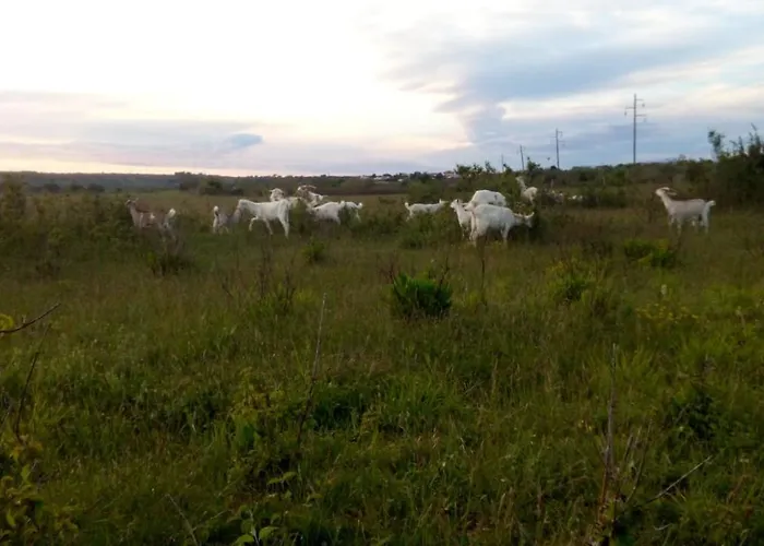 Апартаменты Festina Ivana